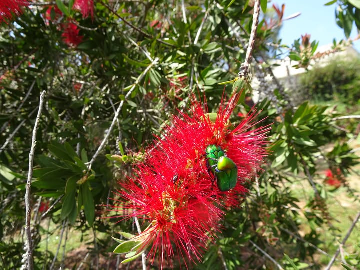 Callistemon polandii